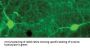 Anti-Tyrosine Hydroxylase Antibody