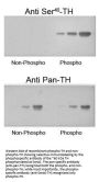 Anti-Tyrosine Hydroxylase (Ser40) Antibody