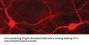 Anti-Tyrosine Hydroxylase (Ser40) Antibody