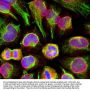 Anti-Vimentin Antibody