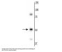 Anti-Vimentin Antibody