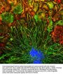 Anti-Vimentin Antibody