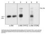 Anti-c-Abl (Tyr-412), Phosphospecific Antibody