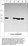 Anti-β-Actin Antibody