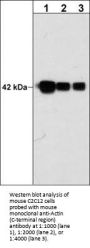 Anti-Actin (C-terminal region) Antibody