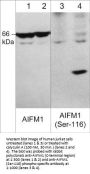 Anti-AIFM1 (Ser-116), Phosphospecific Antibody