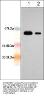 Anti-AIM2 (N-terminal region) Antibody