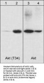 Anti-Akt (N-terminal region) Antibody