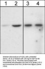 Anti-Akt (N-terminal region) Antibody