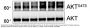 Anti-Akt (N-terminal region) Antibody