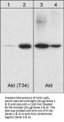 Anti-Akt (Thr-34), Phosphospecific Antibody