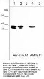 Anti-Annexin A1 Antibody