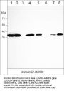 Anti-Annexin A2 Antibody