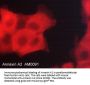 Anti-Annexin A2 Antibody