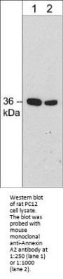 Anti-Annexin A2 (C-terminal region) Antibody