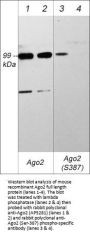 Anti-Argonaute 2 (Ser-387), Phosphospecific Antibody