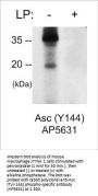 Anti-Asc (Tyr-144), Phosphospecific Antibody