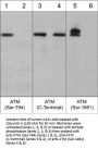 Anti-ATM (C-terminal region) Antibody