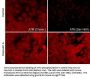 Anti-ATM (C-terminal region) Antibody