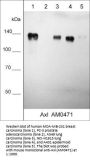 Anti-Axl/UFO (Extracellular region) Antibody