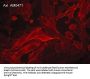 Anti-Axl/UFO (Extracellular region) Antibody