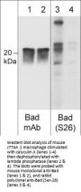 Anti-Bad (Ser-26), Phosphospecific Antibody