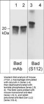 Anti-Bad (Ser-112), Phosphospecific Antibody