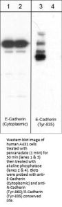 Anti-E-Cadherin (Cytoplasmic) Antibody