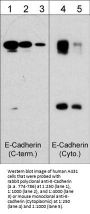 Anti-E-Cadherin (C-terminal region) Antibody