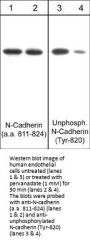 Anti-N-Cadherin (C-terminal region) Antibody