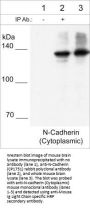 Anti-N-Cadherin (C-terminal region) Antibody