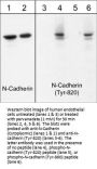 Anti-N-Cadherin (Tyr-820), Phosphospecific Antibody