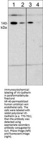 Anti-VE-Cadherin (C-terminal) Antibody