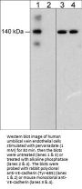 Anti-VE-Cadherin (Tyr-685), Phosphospecific Antibody
