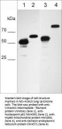 Anti-Calnexin (N-terminal region) Antibody