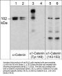 Anti-α1-Catenin (Tyr-148), Phosphospecific Antibody