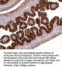 Anti-β-Catenin Antibody