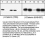 Anti-β-Catenin (Tyr-86), Phosphospecific Antibody