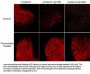 Anti-β-Catenin (Tyr-86), Phosphospecific Antibody