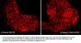 Anti-β-Catenin (Tyr-489) [γ-Catenin (Tyr-480)], Phosphospecific Antibody