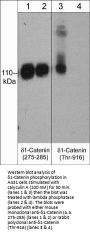 Anti-δ1-Catenin (central region) Antibody