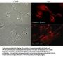 Anti-Caveolin-1 (N-terminal region) Antibody