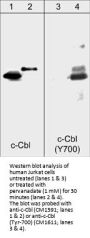 Anti-c-Cbl (Tyr-700), Phosphospecific Antibody