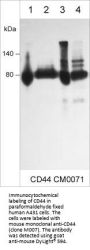 Anti-CD44 (Extracellular region) Antibody
