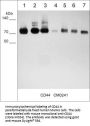 Anti-CD44 (Extracellular region) Antibody
