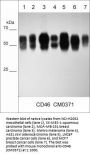 Anti-CD46 (Extracellular region) Antibody