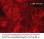 Anti-CD46 (Extracellular region) Antibody