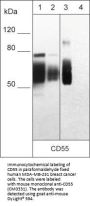 Anti-CD55 (Extracellular region) Antibody