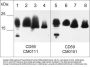 Anti-CD59 (glycoprotein) Antibody