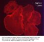 Anti-CD59 (glycoprotein) Antibody